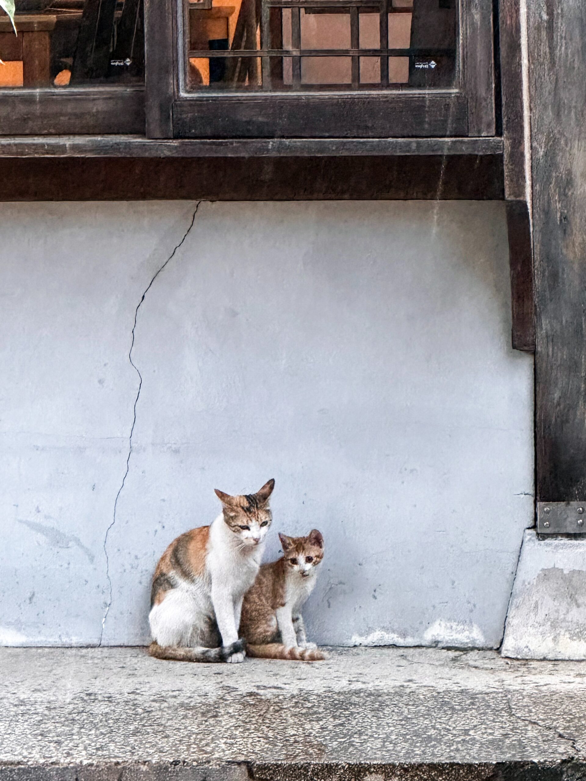 동리 한옥 담장과 고양이